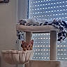 animal, blanket, blinds, cat, cat_tree, cow_print, cozy, cute, indoors, kitten, kittens, orange_cat, peeking, pet, portrait, scratching_post, sitting, sleeping, white_cat, window
