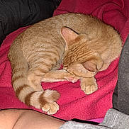 Biscuit participe au concours pour gagner de l'argent avec cette photo : animal, blanket, cat, cozy, curled_up, cute, ears, feline, fur, indoor, kitten, nap, orange_tabby, paws, pet, pink_blanket, portrait, relaxed, sleeping, tail