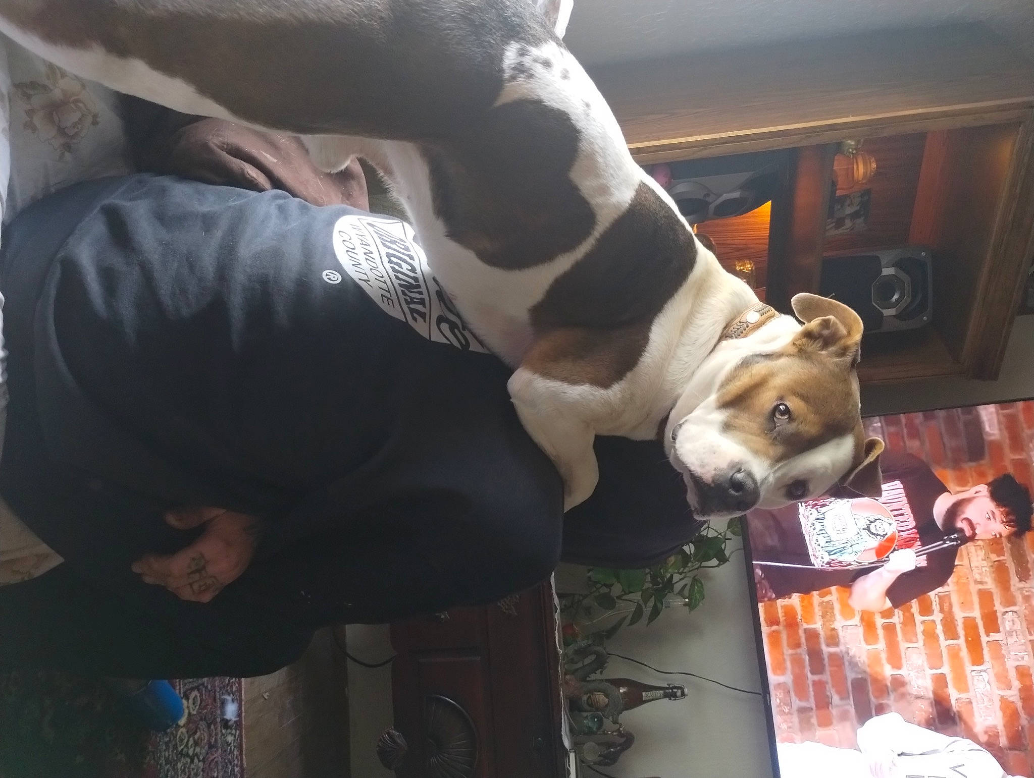 Charlie Bones joined the competition — help win amazing prizes! canidae, carnivore, comfort, companion_dog, couch, dog, dog_breed, dog_supply, elbow, fawn, felidae, fur, human_leg, nap, non_sporting_group, snout, sporting_group, tail, whiskers, working_animal