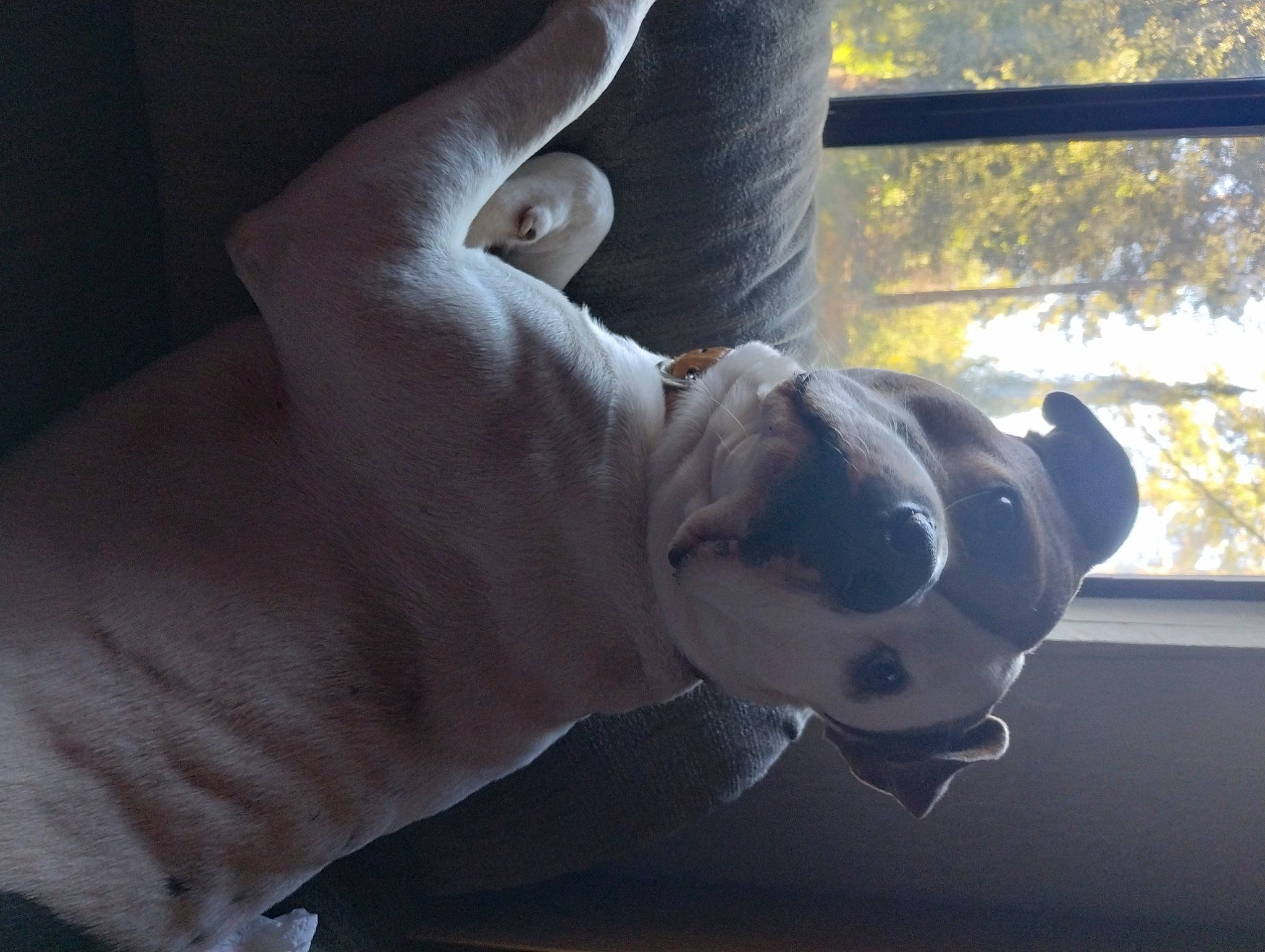 Charlie Bones is registered to the contest to win money with this photo: canidae, carnivore, companion_dog, dog, dog_breed, elbow, eyewear, fawn, foot, gesture, guard_dog, human_leg, nail, non_sporting_group, snout, sporting_group, tail, thumb, tree, wrist