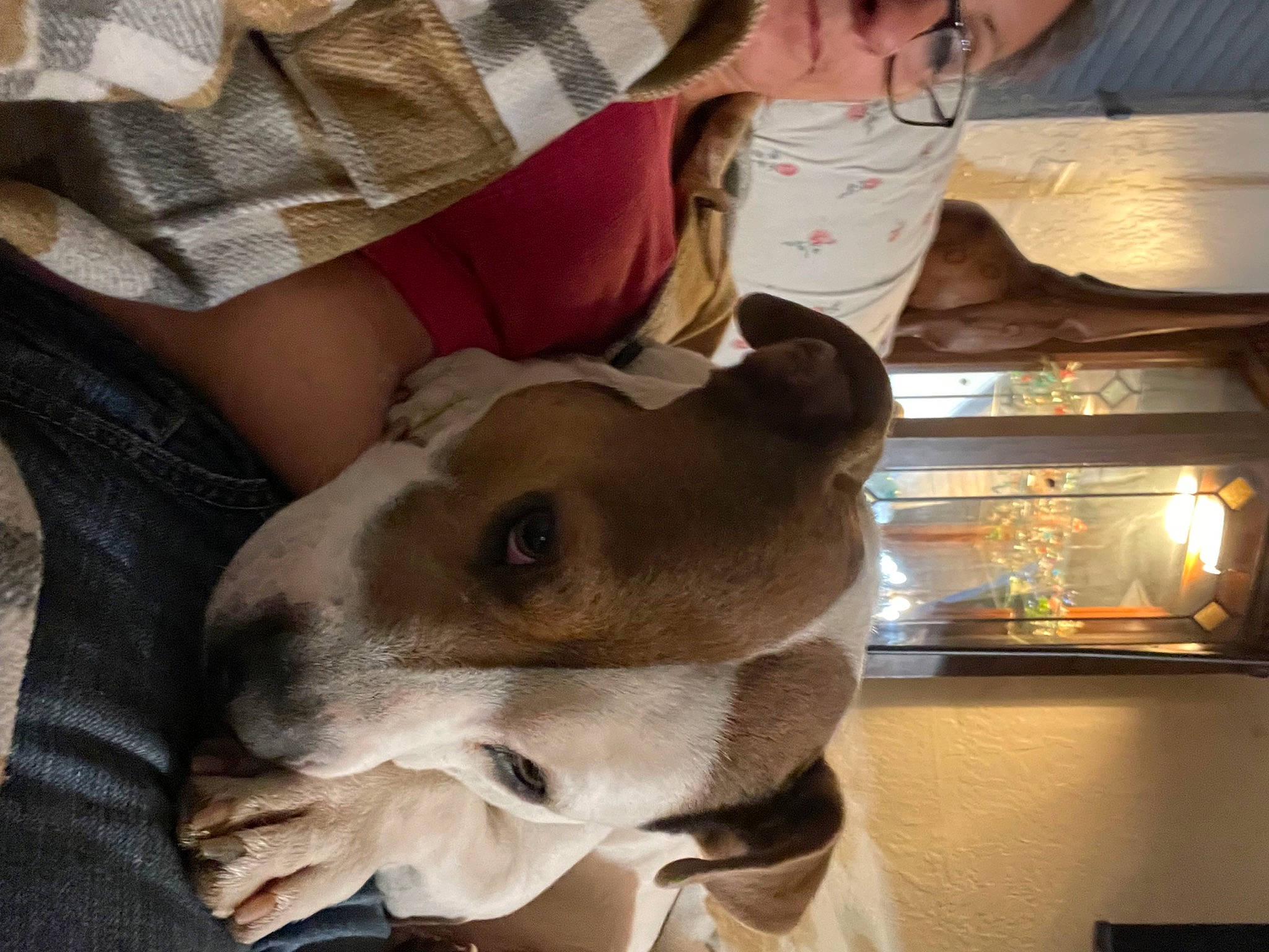 Charlie Bones joined the competition — help win amazing prizes! canidae, carnivore, collar, comfort, companion_dog, dog, dog_breed, dog_collar, ear, fawn, non_sporting_group, pet_supply, plaid, snout, sporting_group, whiskers, working_animal