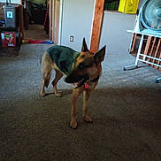 Bri is registered to the contest to win money with this photo: dog, german_shepherd, carpet, indoor, household, fan, box, doorway, living_room, pet, animal, collar, floor, wall, wooden_post, lamp, furniture, room, domestic, canine