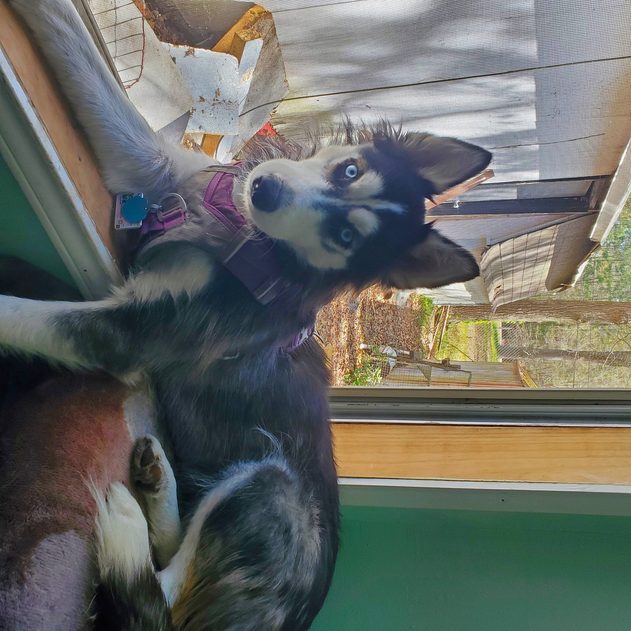 Raven is registered to the contest to win money with this photo: canidae, carnivore, companion_dog, dog_breed, domestic_short_haired_cat, fawn, felidae, fur, glass, hood, paw, small_to_medium_sized_cats, snout, sporting_group, tail, toy, whiskers, window, windshield, working_dog