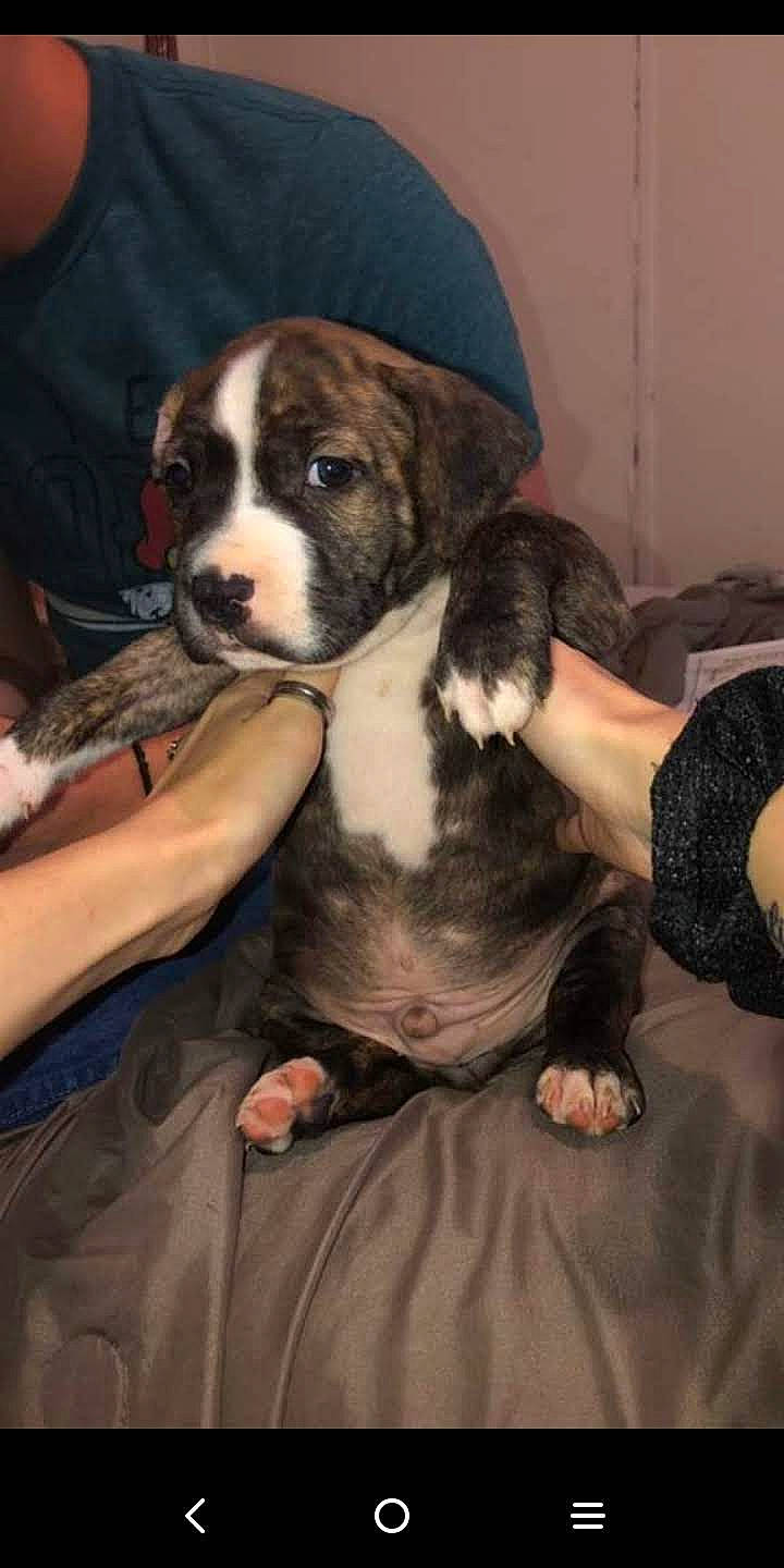 Hot Shot joined the competition — help win amazing prizes! bored, canidae, carnivore, comfort, companion_dog, dog, dog_breed, fawn, formal_wear, fur, lap, non_sporting_group, paw, puppy_love, snout, sporting_group, terrestrial_animal, whiskers, working_animal, working_dog