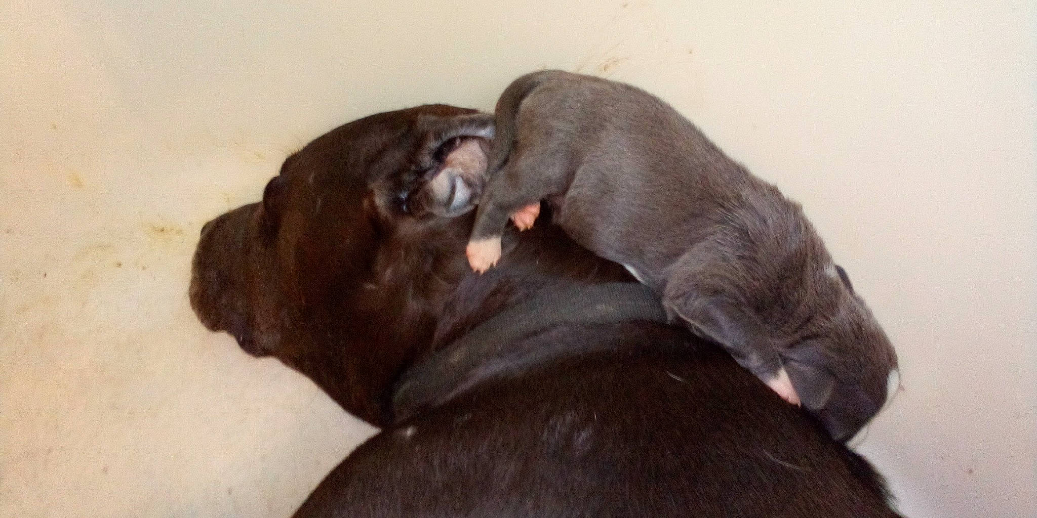 Angel Baby joined the competition — help win amazing prizes! canidae, carnivore, comfort, companion_dog, dog, dog_breed, fawn, felidae, fur, liver, snout, sporting_group, terrestrial_animal, whiskers, working_animal