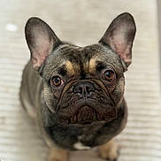 Hugo is registered to the contest to win money with this photo: animal, black, brown, carpet, closeup, companion, cute, dog, domestic, ears, eyes, face, french_bulldog, fur, indoor, looking_up, mammal, pet, portrait, sitting