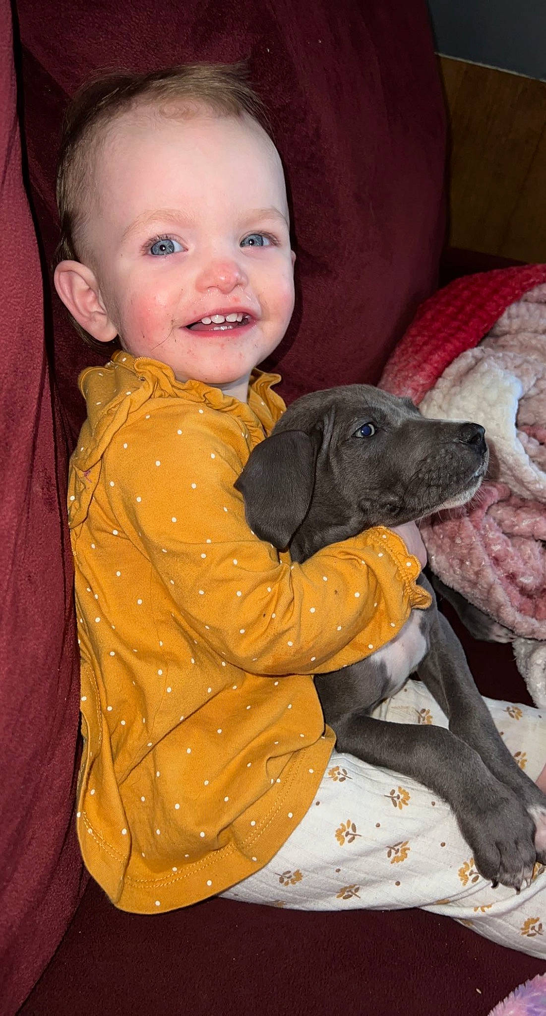 Stella is registered to the contest to win money with this photo: baby, baby_toddler_clothing, canidae, carnivore, child, comfort, companion_dog, dog, dog_breed, fawn, fur, happy, joy, person, play, sitting, sleeve, smile, sporting_group, toddler