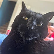 Marley a rejoint le concours — aidez-le/la à gagner de superbes lots ! black_cat, close_up, indoor, pet, feline, whiskers, curious, yellow_eyes, blurred_background, stairs, television, person, casual, home, domestic_animal, fur, portrait, animal_face, relaxed, household