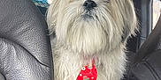 Dao a rejoint le concours — aidez-le/la à gagner de superbes lots ! animal, backseat, blue_hair_tie, car, car_seat, companion, cute, dog, fluffy, fur, holiday, inside, leather_seat, mittens_pattern, pet, red_tie, tie, top_knot, vehicle, white_dog