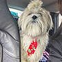 animal, backseat, blue_hair_tie, car, car_seat, companion, cute, dog, fluffy, fur, holiday, inside, leather_seat, mittens_pattern, pet, red_tie, tie, top_knot, vehicle, white_dog