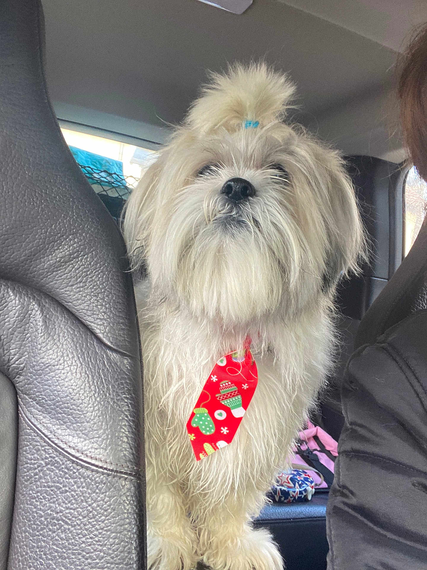 Dao a rejoint le concours — aidez-le/la à gagner de superbes lots ! animal, backseat, blue_hair_tie, car, car_seat, companion, cute, dog, fluffy, fur, holiday, inside, leather_seat, mittens_pattern, pet, red_tie, tie, top_knot, vehicle, white_dog