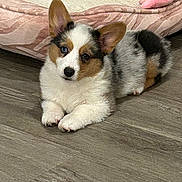 Marley joined the competition — help win amazing prizes! corgi, puppy, dog, pet_bed, floor, wooden_floor, ears, fur, tricolor, cute, animal, indoor, resting, laying_down, young, adorable, small_dog, canine, domestic_animal, companion