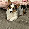 corgi, puppy, dog, pet_bed, floor, wooden_floor, ears, fur, tricolor, cute, animal, indoor, resting, laying_down, young, adorable, small_dog, canine, domestic_animal, companion