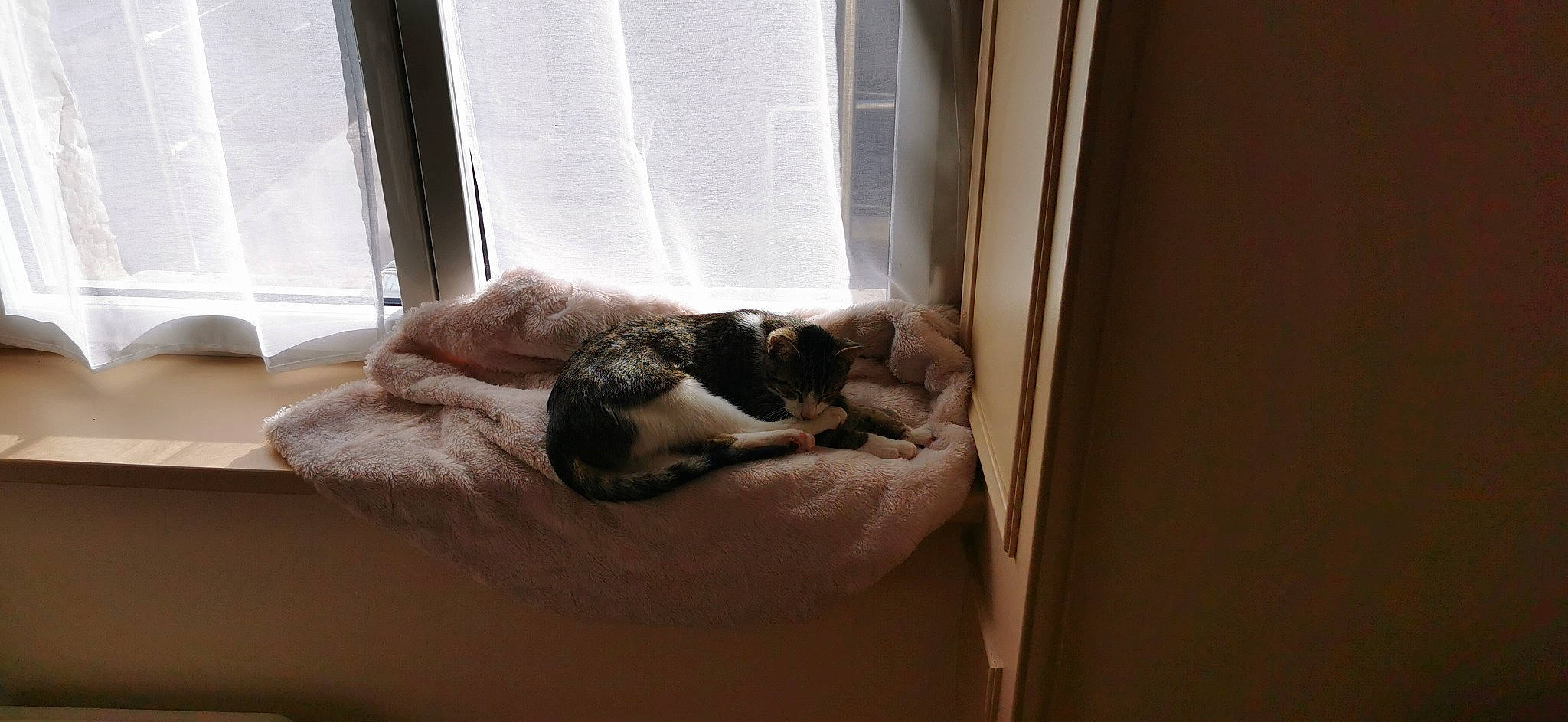 Simba participe au concours pour gagner de l'argent avec cette photo : carnivore, cat, comfort, companion_dog, couch, dog_breed, domestic_short_haired_cat, fawn, felidae, hardwood, linens, mammal, room, small_to_medium_sized_cats, tail, vertebrate, whiskers, window, window_treatment, wood