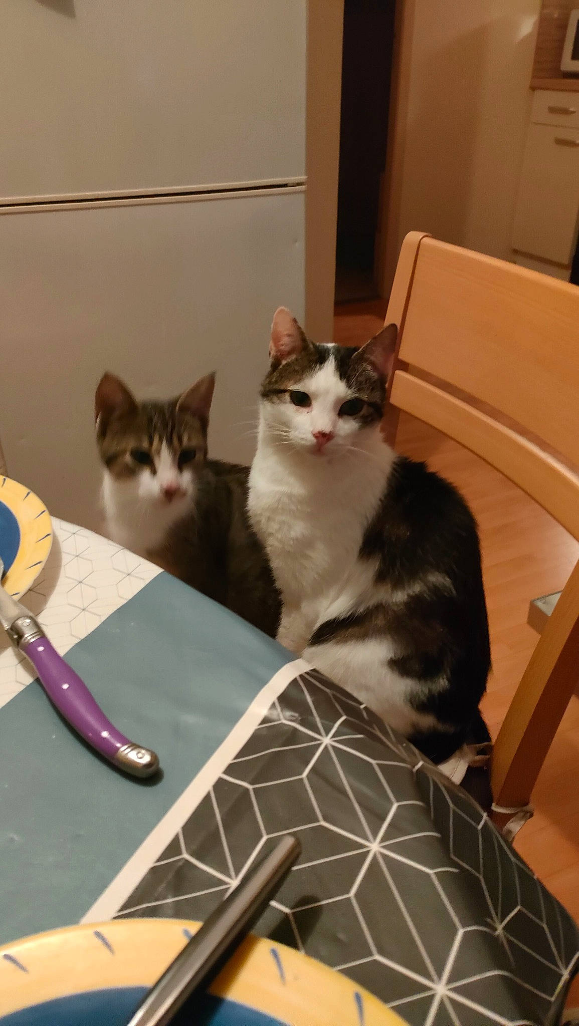 Simba a rejoint le concours — aidez-le/la à gagner de superbes lots ! box, carnivore, cat, chair, comfort, domestic_short_haired_cat, felidae, floor, flooring, fur, hardwood, kitchen_utensil, serveware, small_to_medium_sized_cats, table, table_tennis_racket, tableware, tail, whiskers, wood