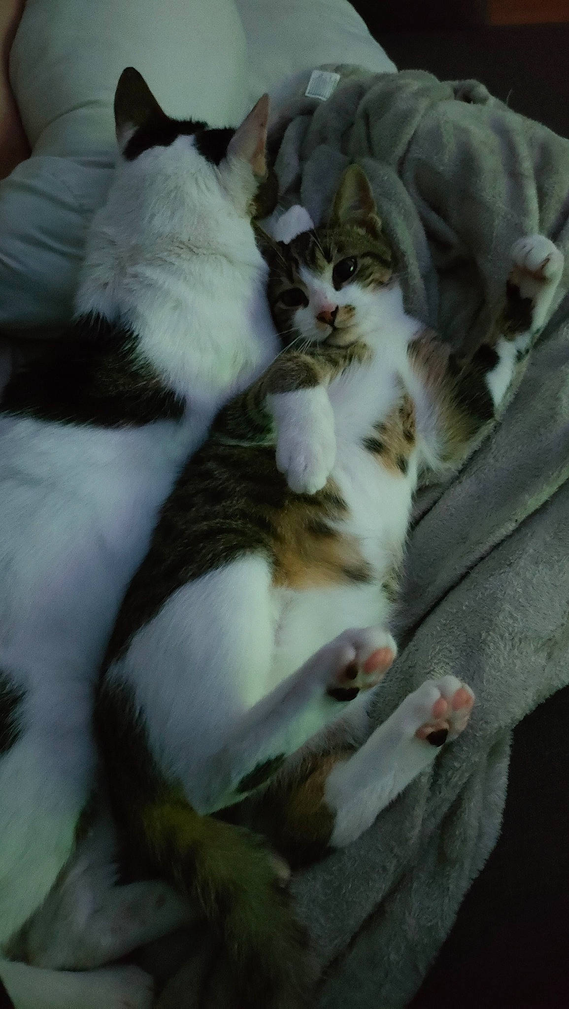 Simba participe au concours pour gagner de l'argent avec cette photo : carnivore, cat, comfort, domestic_short_haired_cat, fawn, felidae, fur, nap, sleep, small_to_medium_sized_cats, tail, whiskers