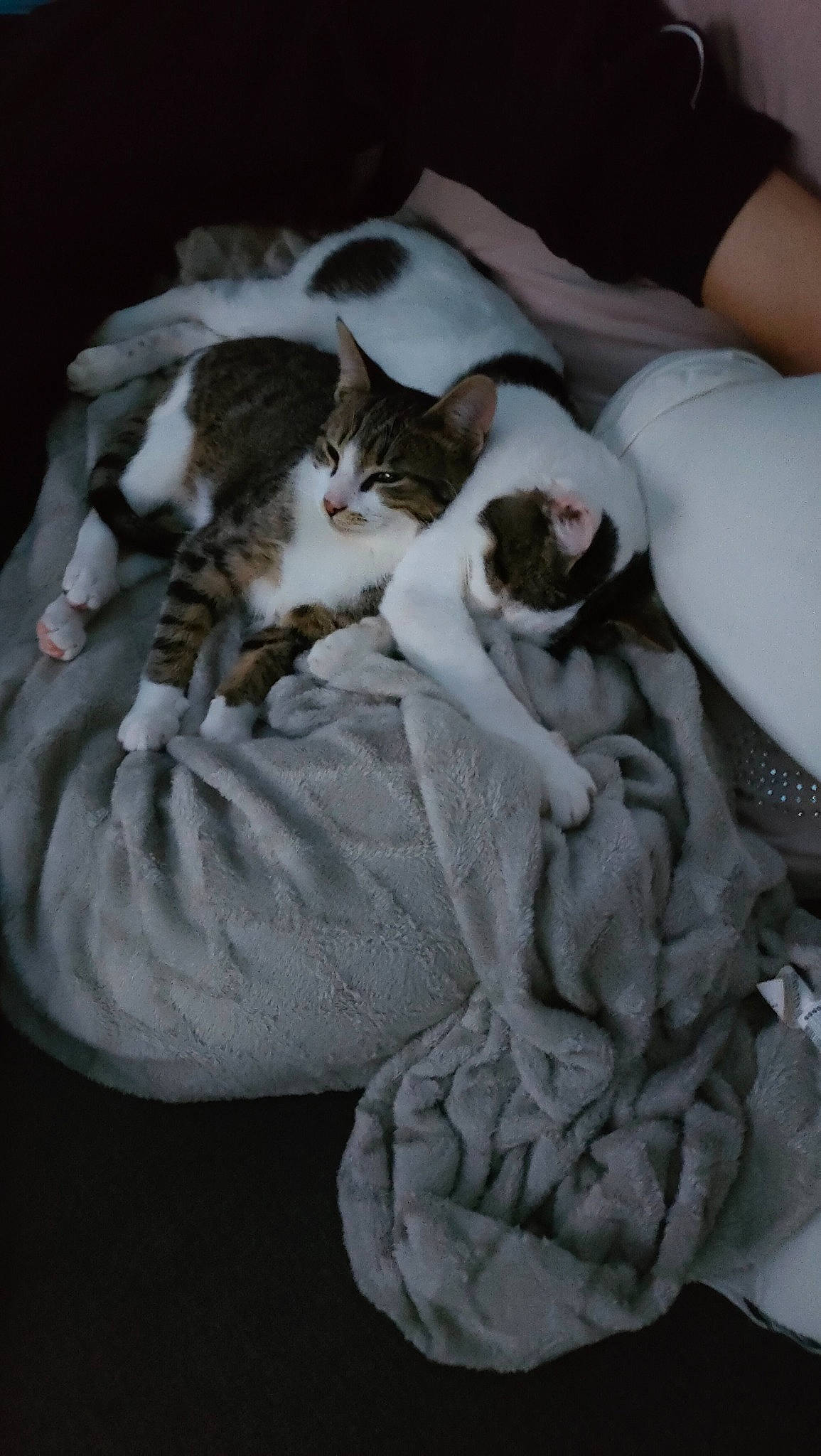 Simba a rejoint le concours — aidez-le/la à gagner de superbes lots ! bedding, carnivore, cat, cat_supply, comfort, domestic_short_haired_cat, fawn, felidae, fur, grey, linens, mammal, nap, paw, sleep, small_to_medium_sized_cats, tail, textile, vertebrate, whiskers