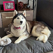 Joyska participe au concours pour gagner de l'argent avec cette photo : animal, blue_eyes, canine, collar, cushion, cute, decoration, dog, domestic_animal, floor, fur, furniture, indoor, living_room, pet, photoframe, relaxing, shelf, siberian_husky, tile_floor
