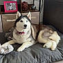 animal, blue_eyes, canine, collar, cushion, cute, decoration, dog, domestic_animal, floor, fur, furniture, indoor, living_room, pet, photoframe, relaxing, shelf, siberian_husky, tile_floor
