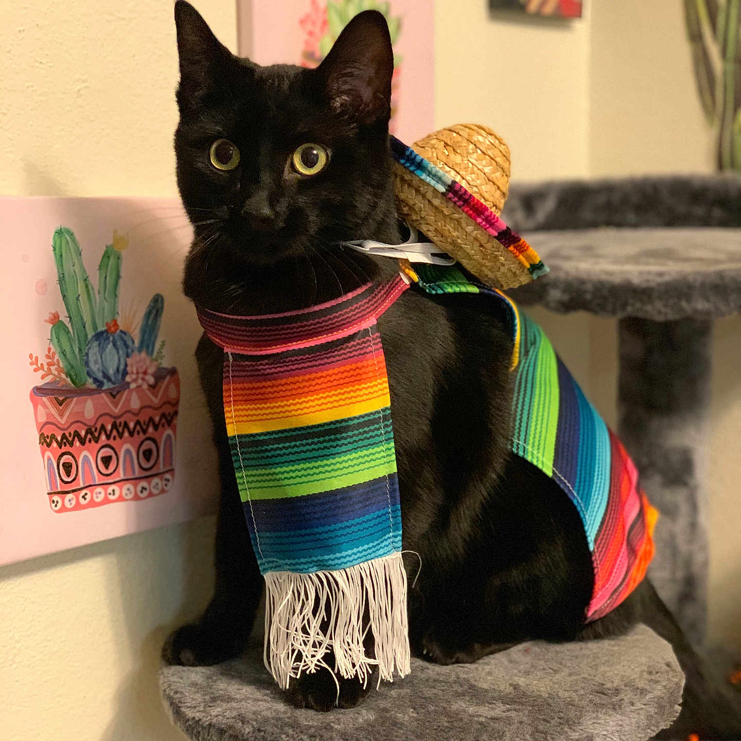 Finn joined the competition — help win amazing prizes! animal, black_cat, cactus_art, cat, cat_tree, colorful, costume, cute, domestic_cat, feline, fur, indoor, pet, playful, poncho, portrait, small_hat, sombrero, wall_art, wide_eyes