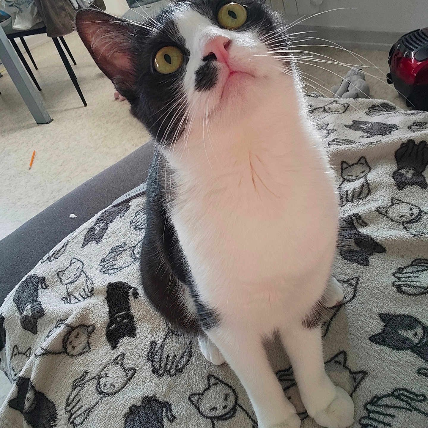 Minouche a rejoint le concours — aidez-le/la à gagner de superbes lots ! cat, black_and_white, yellow_eyes, blanket, cartoon_cats, indoor, furniture, chair, floor, curious, pet, whiskers, face, ears, nose, paws, cozy, animal, domestic, cute