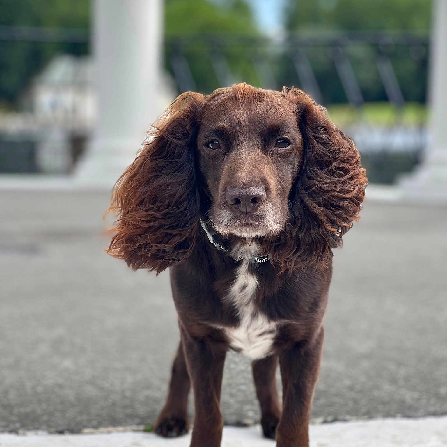 Harvey Spector Edgar