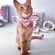 Bébé-Là a rejoint le concours — aidez-le/la à gagner de superbes lots ! cat, ginger_cat, bow, striped_bow, flower, pet, indoor, table, books, clock, photo_frame, curious, whiskers, tail, feline, domestic_animal, portrait, cute, close_up, decor