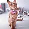 cat, ginger_cat, bow, striped_bow, flower, pet, indoor, table, books, clock, photo_frame, curious, whiskers, tail, feline, domestic_animal, portrait, cute, close_up, decor