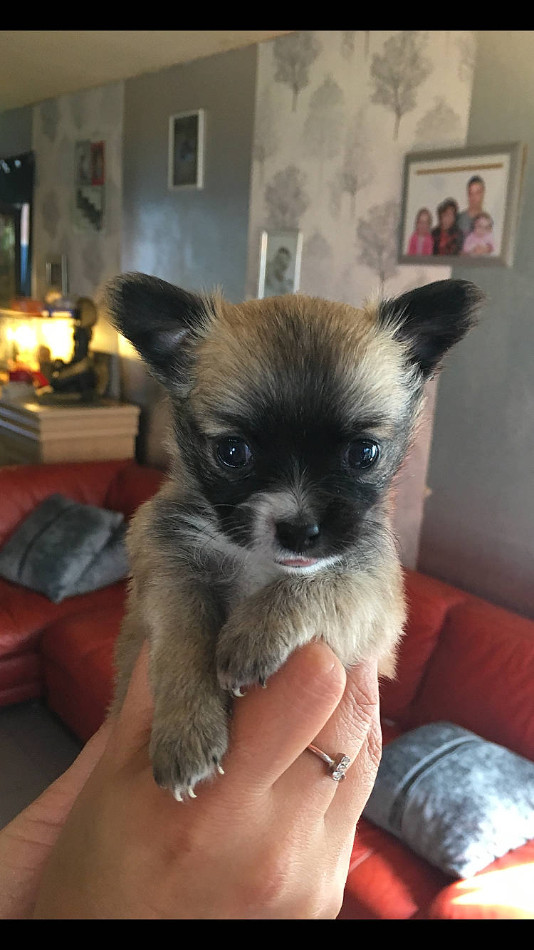 Goliath participe au concours pour gagner de l'argent avec cette photo : canidae, carnivore, companion_dog, couch, dog, dog_breed, fawn, fur, non_sporting_group, picture_frame, snout, sporting_group, terrestrial_animal, toy_dog, whiskers, working_animal