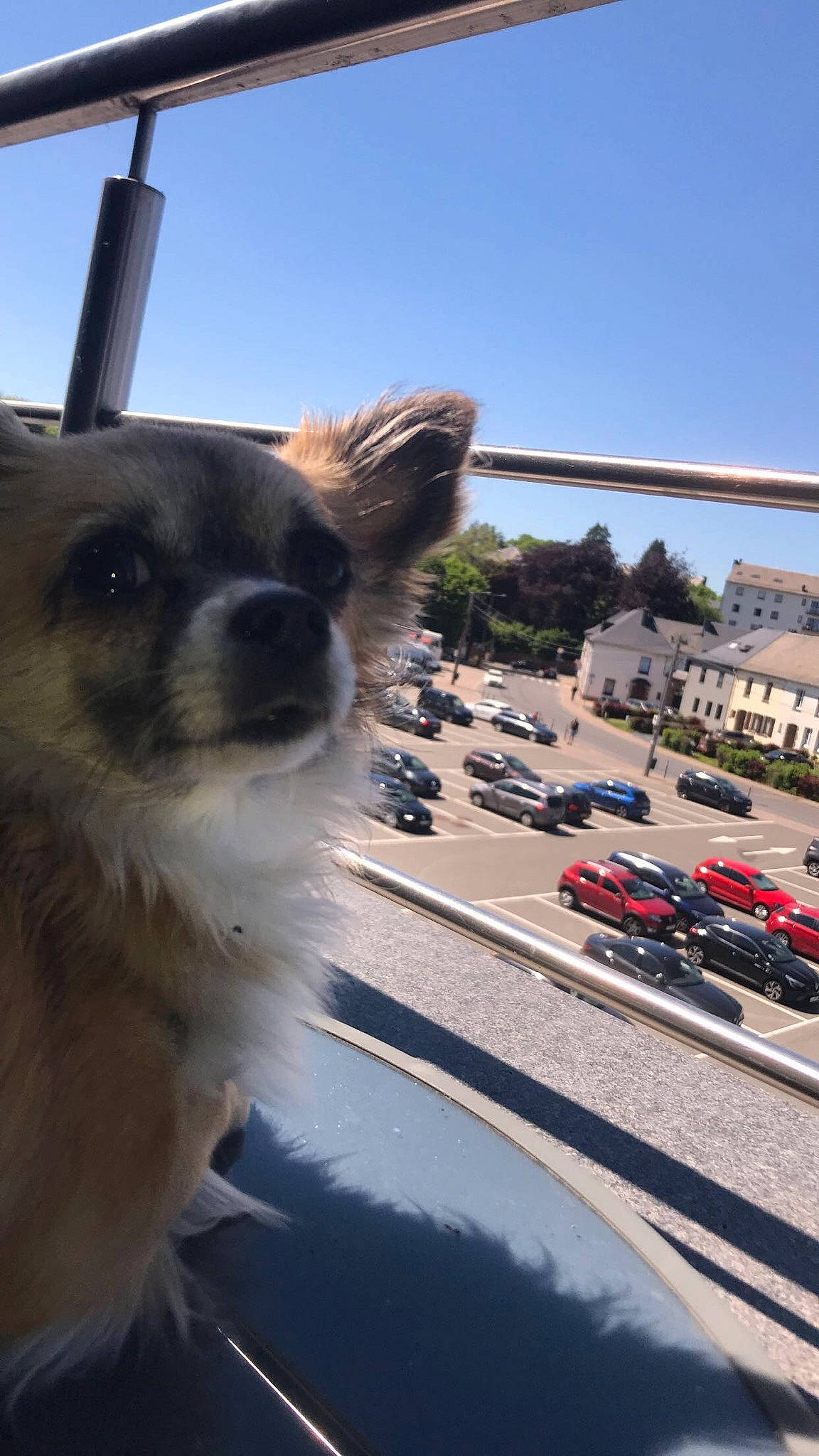 Goliath a rejoint le concours — aidez-le/la à gagner de superbes lots ! asphalt, automotive_exterior, car, carnivore, companion_dog, dog, dog_breed, fawn, hood, motor_vehicle, plant, road_surface, sky, snout, tire, travel, tree, vehicle, wheel, whiskers