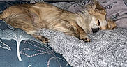 Kyra a rejoint le concours — aidez-le/la à gagner de superbes lots ! dog, sleeping, bed, blanket, comforter, indoor, pet, cozy, small_dog, fur, resting, animal, domestic_animal, quiet, relaxation, furniture, mirror, shelf, bottle, curtain