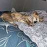 dog, sleeping, bed, blanket, comforter, indoor, pet, cozy, small_dog, fur, resting, animal, domestic_animal, quiet, relaxation, furniture, mirror, shelf, bottle, curtain