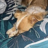 Kyra participe au concours pour gagner de l'argent avec cette photo : dog, sleeping, bedspread, pattern, cozy, indoor, resting, fur, small_dog, brown_dog, cute, animal, pet, comfort, blanket, relaxation, closeup, home, quiet, peaceful