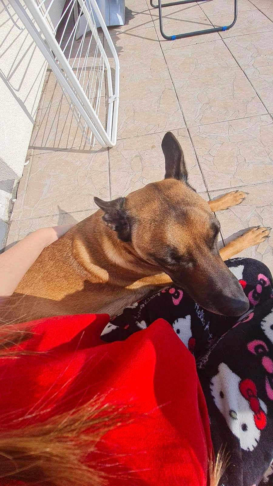 Stella a rejoint le concours — aidez-le/la à gagner de superbes lots ! dog, brown_dog, pet, animal, resting, lap, person, red_clothing, pajamas, hello_kitty, patterned_clothing, outdoor, tile_floor, shadow, metal_gate, sunlight, casual, relaxation, companion, close_up