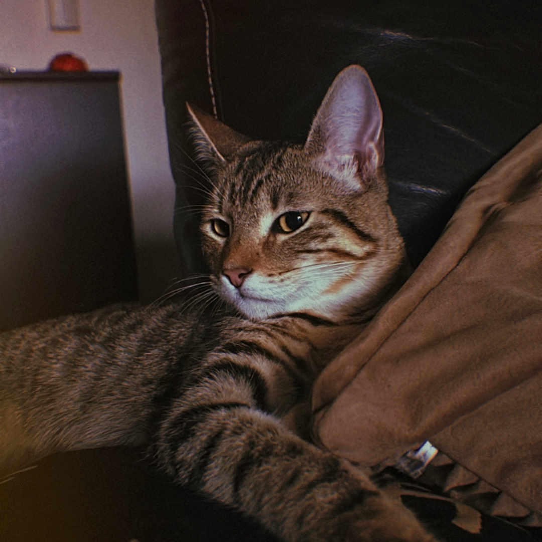 Buco a rejoint le concours — aidez-le/la à gagner de superbes lots ! animal, cat, closeup, couch, cozy, cushion, domestic_cat, ears, face, fur, furniture, home, indoor, paw, pet, relaxed, resting, striped, tabby_cat, whiskers