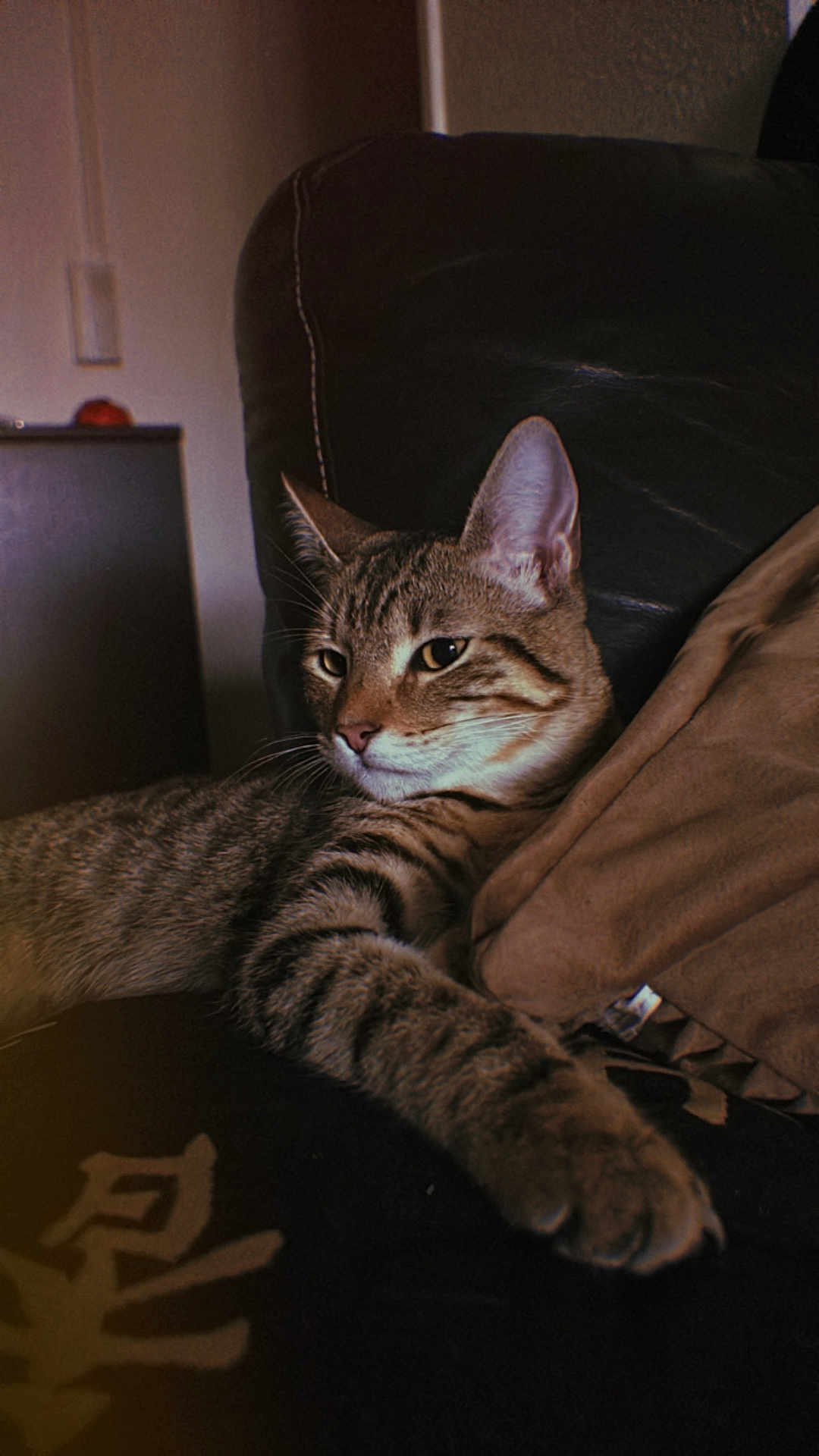 Buco a rejoint le concours — aidez-le/la à gagner de superbes lots ! animal, cat, closeup, couch, cozy, cushion, domestic_cat, ears, face, fur, furniture, home, indoor, paw, pet, relaxed, resting, striped, tabby_cat, whiskers