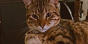 Buco a rejoint le concours — aidez-le/la à gagner de superbes lots ! animal, cat, chair, closeup, domestic_cat, ears, eyes, face, feline, fur, indoor, lounging, paws, pet, relaxed, sofa, striped, tabby, table, whiskers