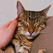 Buco a rejoint le concours — aidez-le/la à gagner de superbes lots ! animal, cat, close_up, comfort, cozy, cute, ears, feline, fur, hand, indoor, nail_polish, pet, relaxed, resting, sleeping, soft, tabby, texture, whiskers