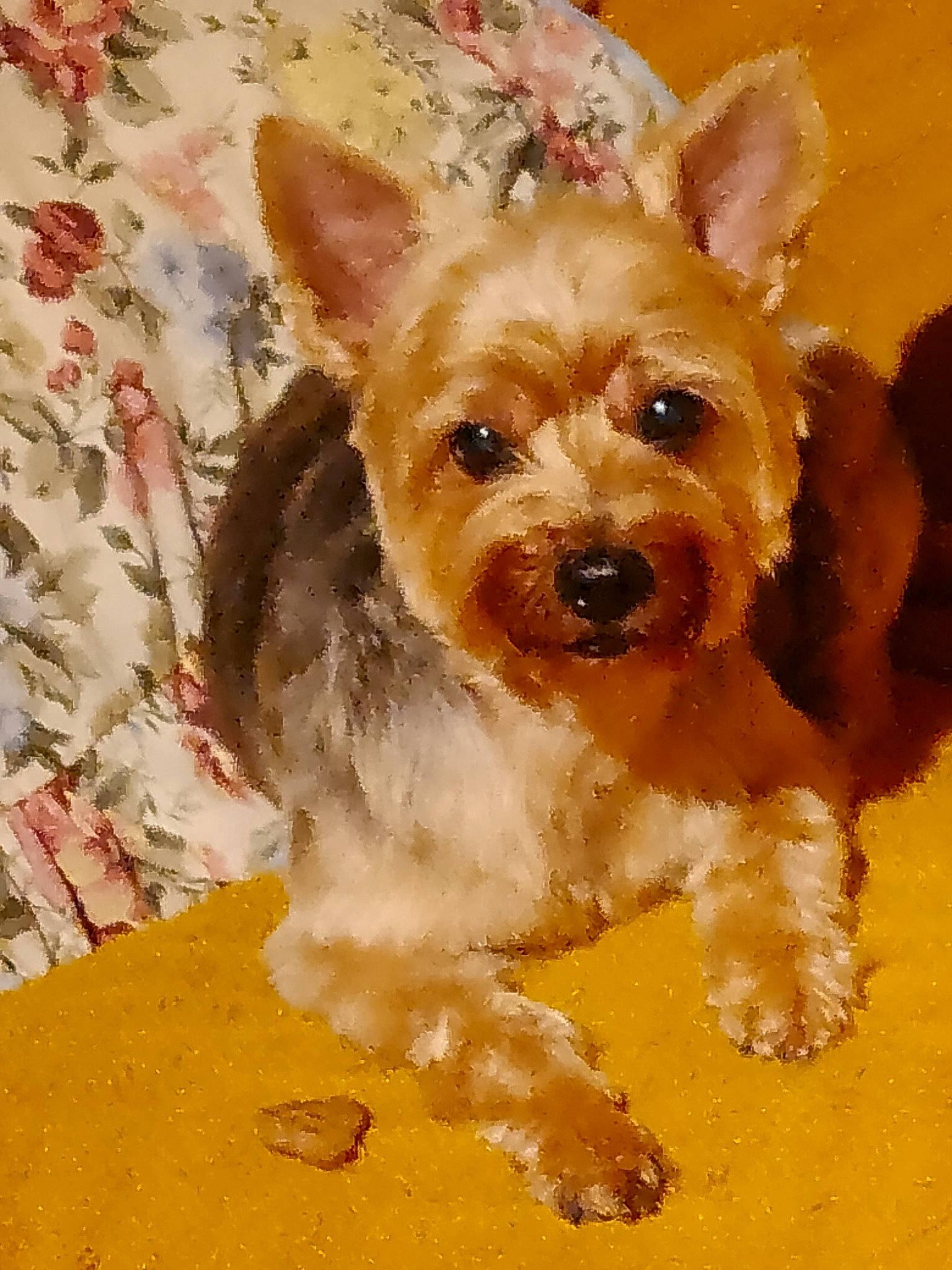 Jessie participe au concours pour gagner de l'argent avec cette photo : ancient_dog_breeds, biewer_terrier, canidae, carnivore, companion_dog, dog, dog_breed, dog_supply, fawn, liver, non_sporting_group, pattern, snout, sporting_group, terrestrial_animal, toy_dog, working_animal