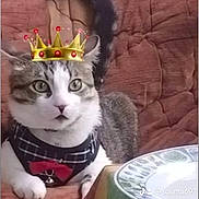 Harboucha a rejoint le concours — aidez-le/la à gagner de superbes lots ! cat, crown, pet_clothing, red_bow_tie, chair, cushion, tablecloth, plate, indoor, domestic_cat, tabby_cat, white_fur, gray_fur, relaxed, seated, close_up, cute, household, feline, digital_overlay