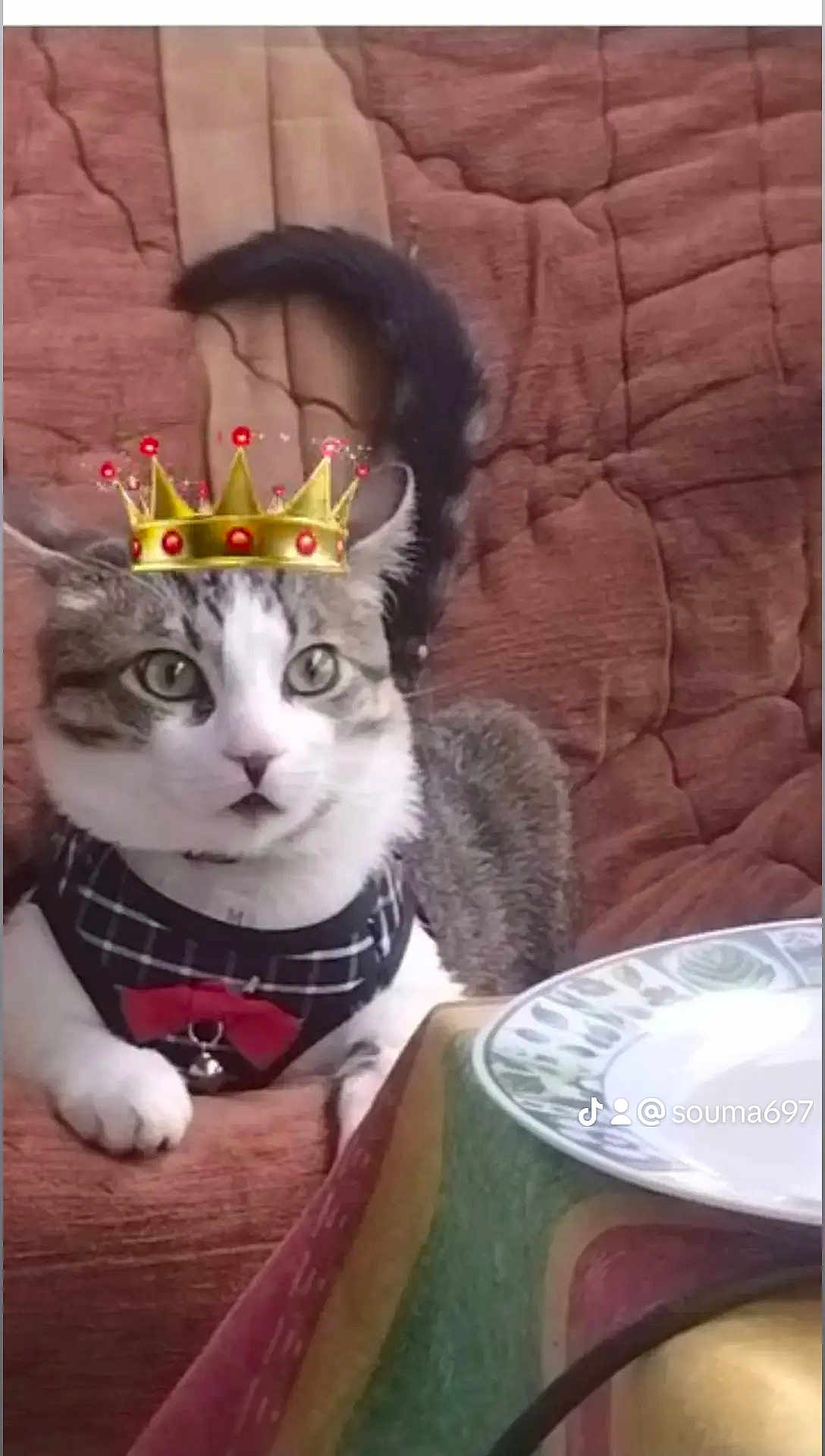 Harboucha a rejoint le concours — aidez-le/la à gagner de superbes lots ! cat, crown, pet_clothing, red_bow_tie, chair, cushion, tablecloth, plate, indoor, domestic_cat, tabby_cat, white_fur, gray_fur, relaxed, seated, close_up, cute, household, feline, digital_overlay