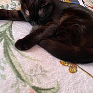 Ava joined the competition — help win amazing prizes! animal, bed, bedroom, black_cat, blanket, cat, cozy, curled_up, ears, feline, floral_pattern, fur, indoors, nap, paws, pet, sleeping, sleepy, tail, whiskers