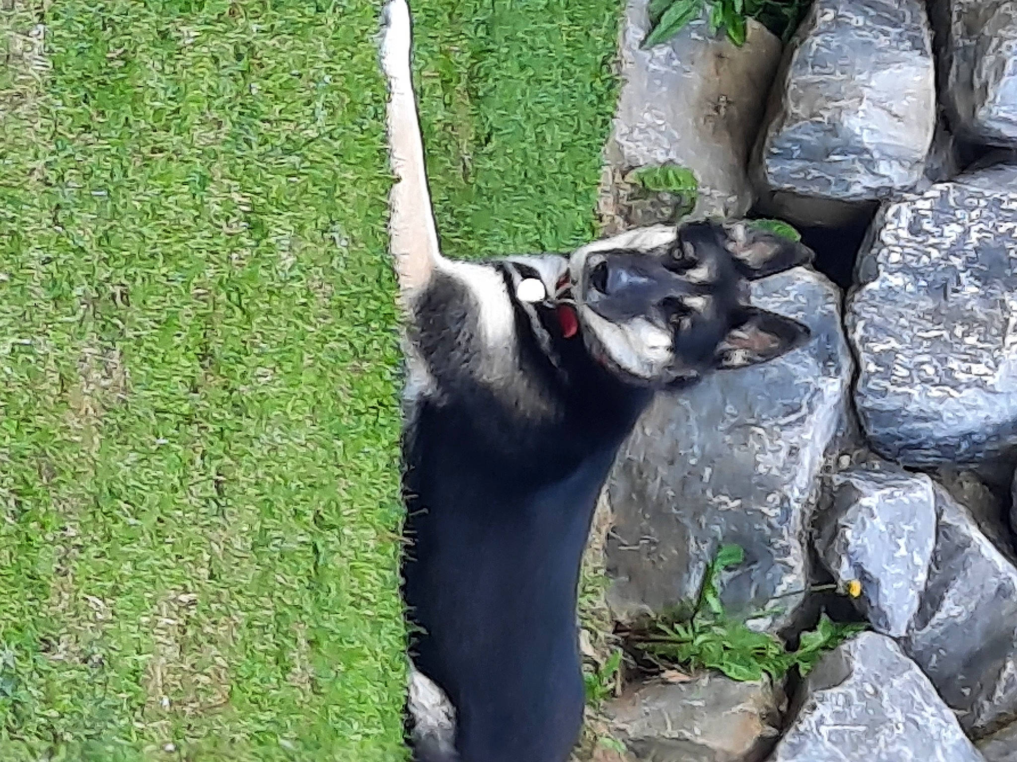 Shippie participe au concours pour gagner de l'argent avec cette photo : canidae, carnivore, dog_breed, fur, grass, grassland, groundcover, mandrill, plant, snout, sporting_group, tail, terrestrial_animal, tree, whiskers, wildlife, working_animal