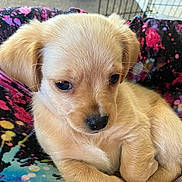 Cheif is registered to the contest to win money with this photo: puppy, dog, young, cute, fur, animal, pet, small, cozy, indoor, legs, colorful_clothing, pattern, sitting, closeup, adorable, soft, ears, face, nose