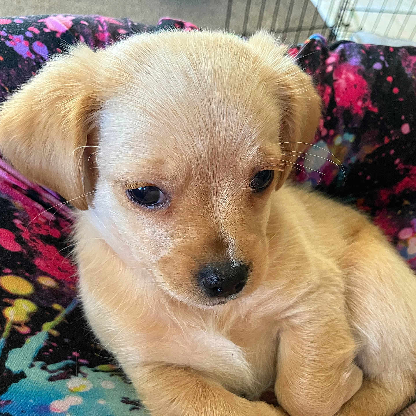 Cheif is registered to the contest to win money with this photo: puppy, dog, young, cute, fur, animal, pet, small, cozy, indoor, legs, colorful_clothing, pattern, sitting, closeup, adorable, soft, ears, face, nose