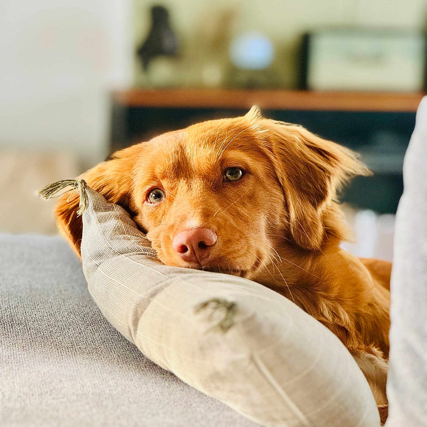 Voyce participe au concours pour gagner de l'argent avec cette photo : dog, golden_retriever, pet, indoor, couch, pillow, resting, close_up, fur, animal, cute, relaxed, portrait, mammal, domestic_animal, laying_down, warm_colors, soft_texture, companion, friendly