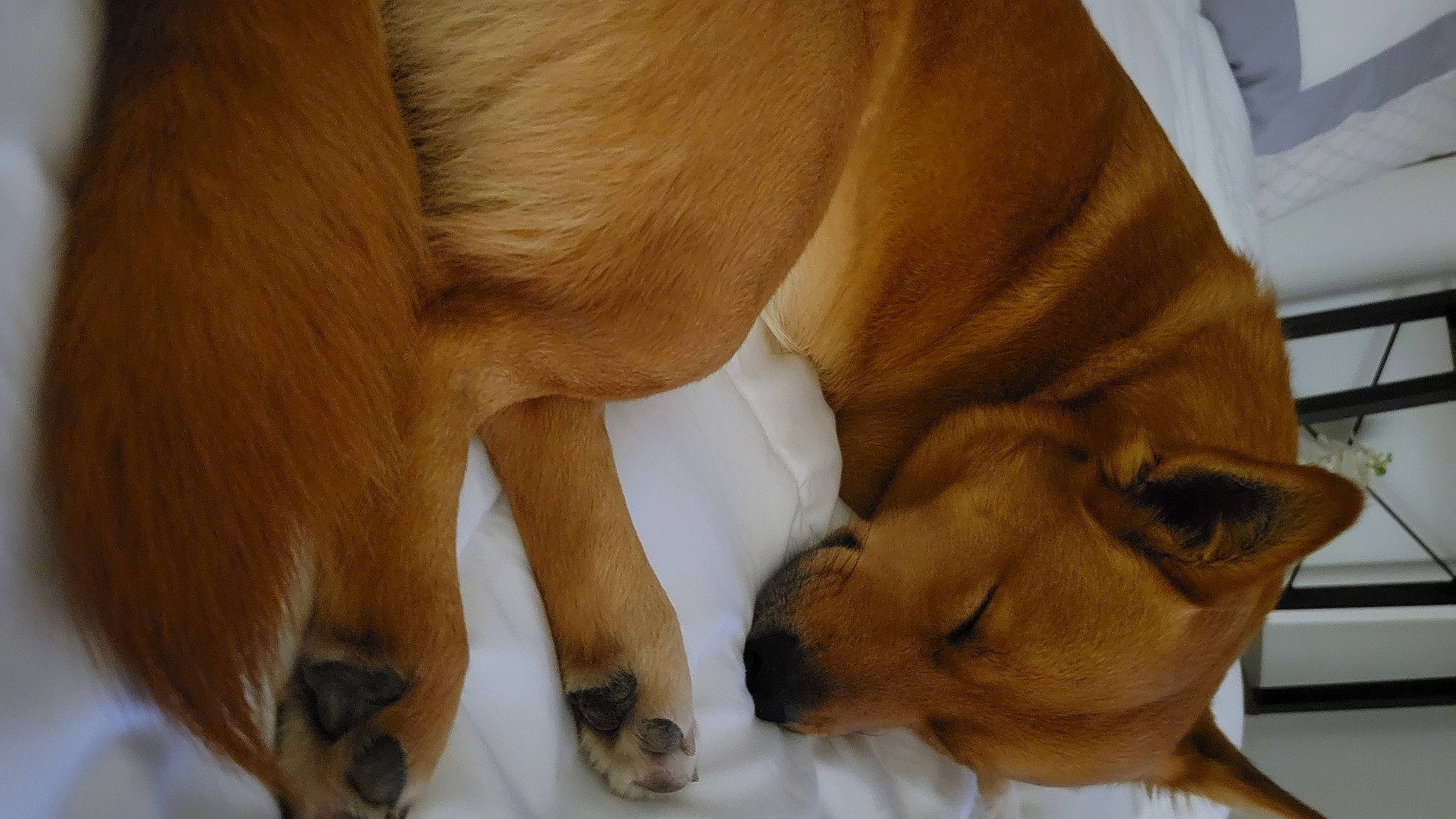 Cheese joined the competition — help win amazing prizes! canidae, carnivore, comfort, companion_dog, dog, dog_breed, ear, fawn, fur, human_leg, liver, paw, puppy_love, snout, sporting_group, tail, toy_dog, whiskers, working_animal, wrinkle