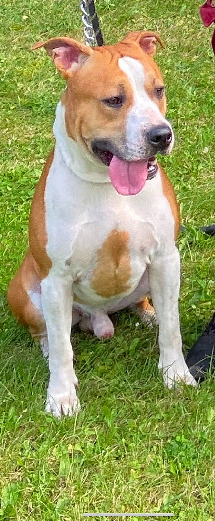 Raïko participe au concours pour gagner de l'argent avec cette photo : ancient_dog_breeds, canidae, carnivore, collar, companion_dog, dog, dog_breed, dog_collar, dog_supply, fawn, grass, gun_dog, non_sporting_group, paw, plant, sporting_group, tail, whiskers, working_animal, working_dog