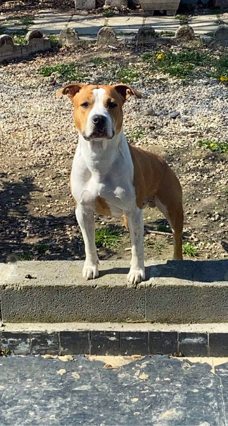 Raïko a rejoint le concours — aidez-le/la à gagner de superbes lots ! ancient_dog_breeds, canidae, carnivore, collar, companion_dog, dog, dog_breed, dog_collar, dog_supply, fawn, hunting_dog, non_sporting_group, road_surface, snout, sporting_group, tail, terrestrial_animal, working_animal, working_dog