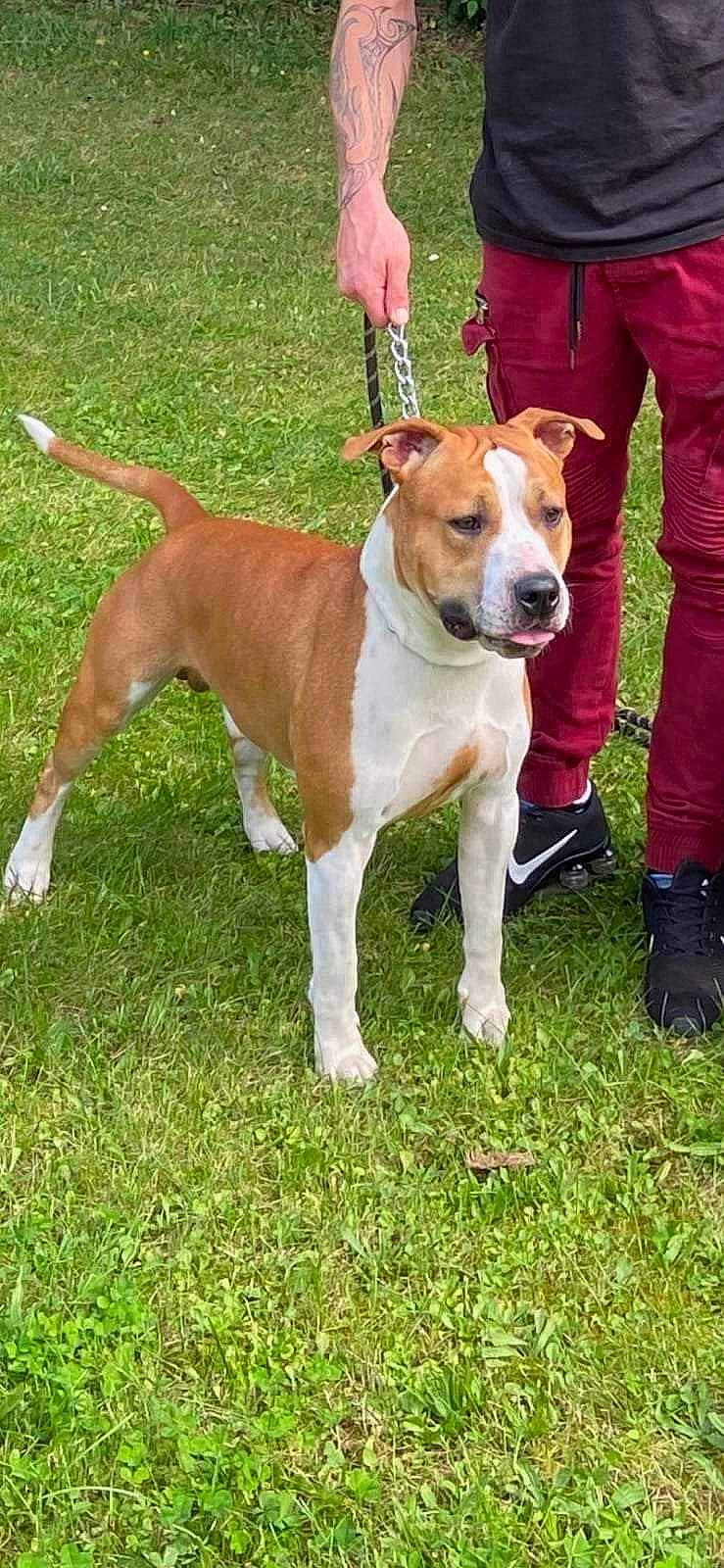 Raïko a rejoint le concours — aidez-le/la à gagner de superbes lots ! animal_sports, carnivore, collar, companion_dog, dog, dog_breed, dog_collar, dog_supply, fawn, hound, hunting_dog, leash, non_sporting_group, pet_supply, scent_hound, snout, tail, terrier, working_animal, working_dog